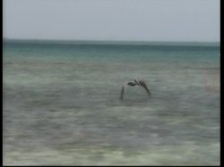 Captura de 'Coral Honeymoon' nº 2
