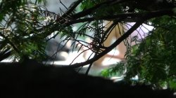 Captura de 'Greedy German Sluts' nº 100