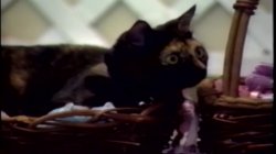 Captura de 'Marilyn Chambers' Little Shop Of Erotica' nº 122