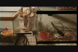 Captura de 'Venom 4' nº 9