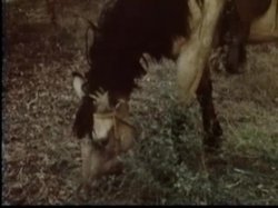 'Swedish Erotica Volume 31' screenshot nº 66