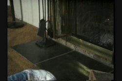 'Savannah Superstar' screenshot nº 51