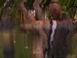 'Diesel Dongs Vol. 13' screenshot nº 3