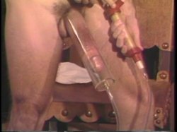 Captura de 'Fine Art of Anal Intercourse' nº 52