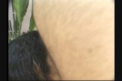 Captura de 'Hairy Honies 2' nº 54