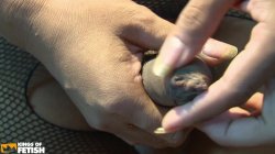 'Cookie Solo: Ladyboy Fever' screenshot nº 43