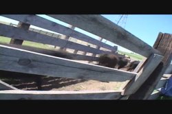 Captura de 'Shane's World 37 - Country Girls' nº 133