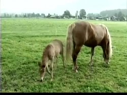 'Heidi 5 - Heidi und die lustigen Spritzbuben der Berge' screenshot nº 94