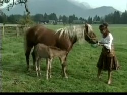 'Heidi 5 - Heidi und die lustigen Spritzbuben der Berge' screenshot nº 120