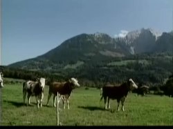 Captura de 'Heidi Teil 4 - Moesleins Bergwelt' nº 116