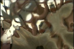 Captura de 'Adult Stars at Home 3' nº 39