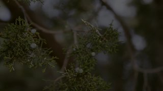 Transfixed Vol. Six - Escena1 - 1