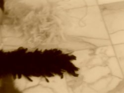 'Sex Ambassador' screenshot nº 135