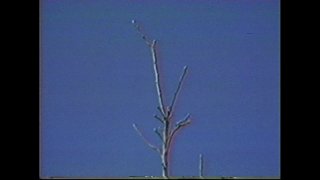 Flying High with Tracey Adams - Scène1 - 1