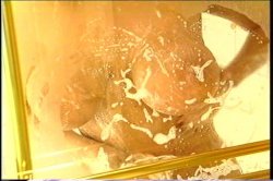Captura de 'Hollywood or Bust' nº 64