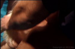 Captura de 'American Cocksucking Championship 9' nº 75