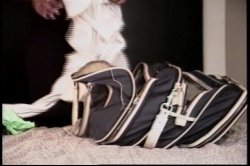 'What's Butt Got to do with It' screenshot nº 87