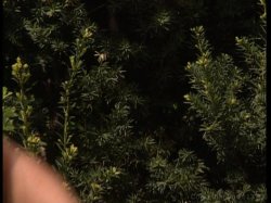 'Private XXX Vol. 11' screenshot nº 11