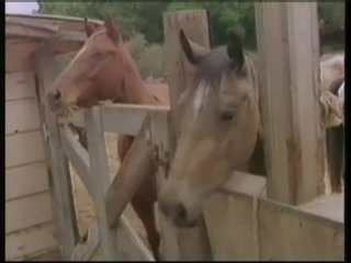 Cow Pokes - Szene1 - 1