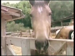 Cow Pokes - Szene2 - 1