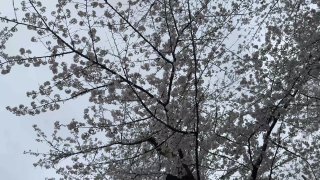 Sex Friends: Tokyo - Scene4 - 1