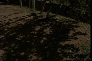 Cocks In Frocks 17 - Scena2 - 1