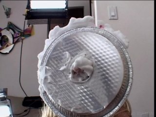 Ass Cream Pies 4 - Scene2 - 6
