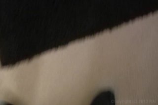 Horny Hairy Girls 32 - Scene2 - 1