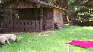 Vogel(n) im Wald #2 - Scena3 - 1