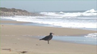 Joy Of Squirting, The - Scène4 - 2