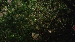 Jungle Blue - Escena5 - 5