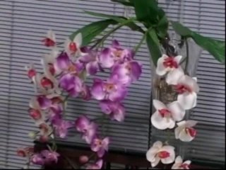Transsexual Gang Bang - Scene2 - 1