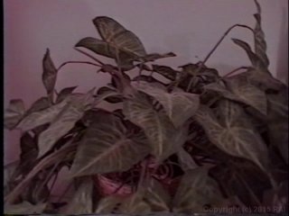 Montreal Perversion Vol. 1 - Scene1 - 1
