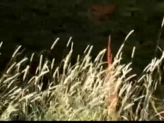 Les Fermiers Sachant Baiser - Scene4 - 1