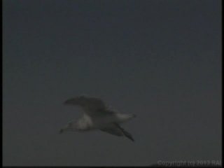 Horny Hairy Girls 14 - Scene7 - 6