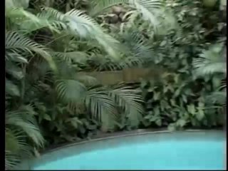 Transsexual Beauty Queens 36 - Scene4 - 1