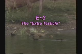 E. Three : The Extra Testicle - Cena1 - 1