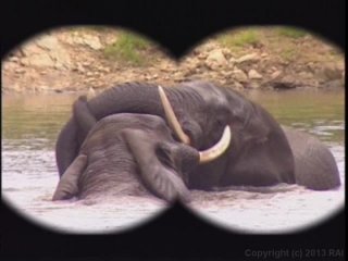 Kruger Park - Scene2 - 2