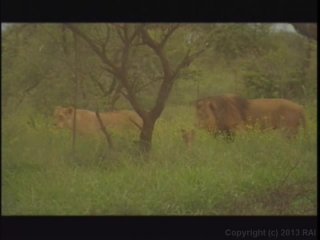 Kruger Park - Scene4 - 1