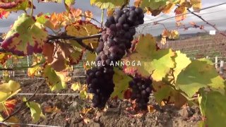 Lache moi la grappe c est plus les vendanges 1 - Cena1 - 1