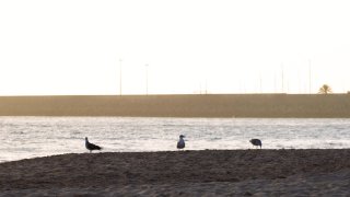 Hot Girls At The Beach - Scène3 - 1