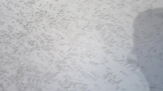 Spanking The Monkey Vol. 8 - Scene12 - 6