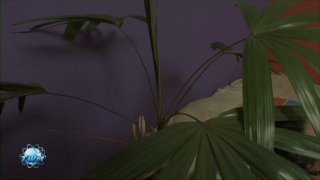 Miss Big Dick Brazil #4 - Szene4 - 6