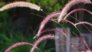 Anal Beauty 11 - Escena3 - 1