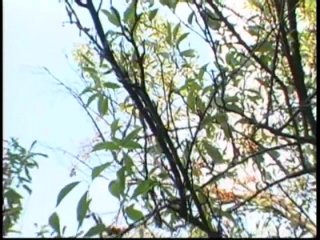 Sweet Black Cherries Vol. 13 - Scene1 - 1