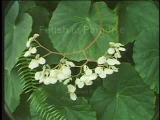 Fetish Trailer IV - Szene2 - 6