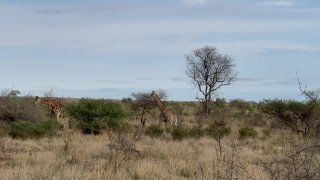 Sex Friends Africa - Scène3 - 1