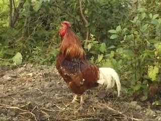 Rural Vacation - Escena2 - 6