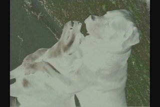 Lady Fellatio: In The Dog House - Scena5 - 1