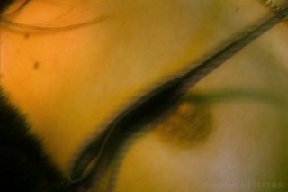 L.S.D.: Lesbian Sex Destroy - Cena2 - 2